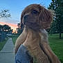 puppy, dog, animal, outdoor, sunset, sky, trees, grass, sidewalk, person, hand, fur, cute, pet, nature, holding, evening, calm, blue_sleeve, small_dog