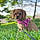 Willow
