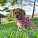 Willow