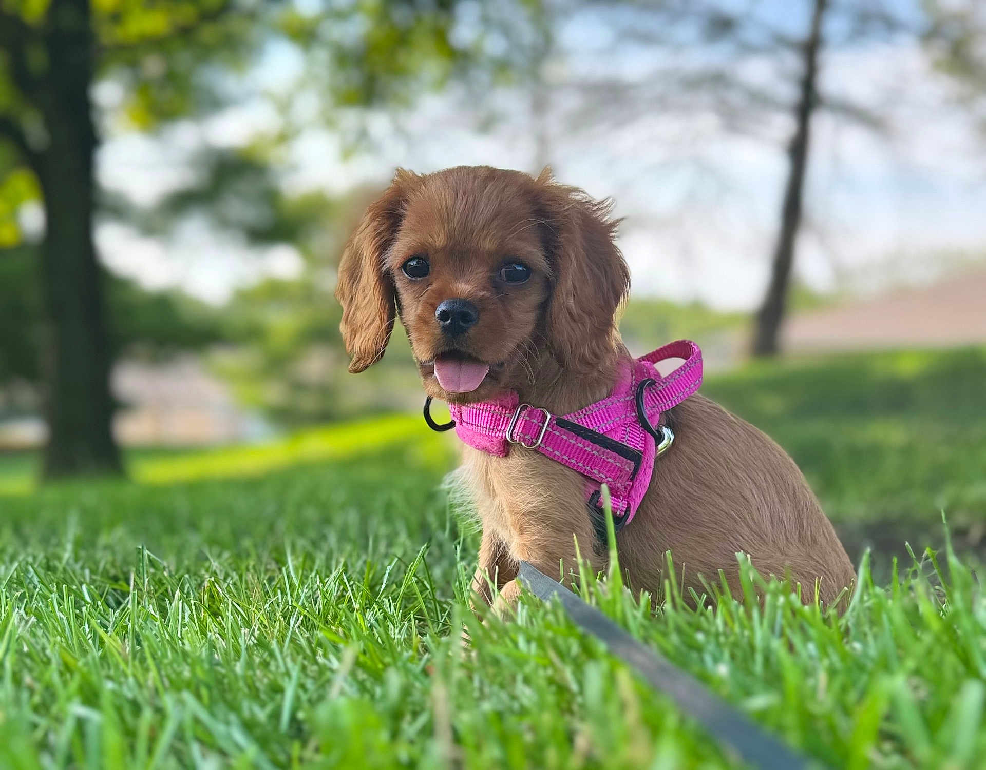 Willow is registered to the contest to win money with this photo: puppy, dog, grass, outdoor, pet, young_dog, harness, pink_harness, cute, animal, tongue_out, greenery, nature, park, summer, happy, small_dog, canine, leash, sunny_day