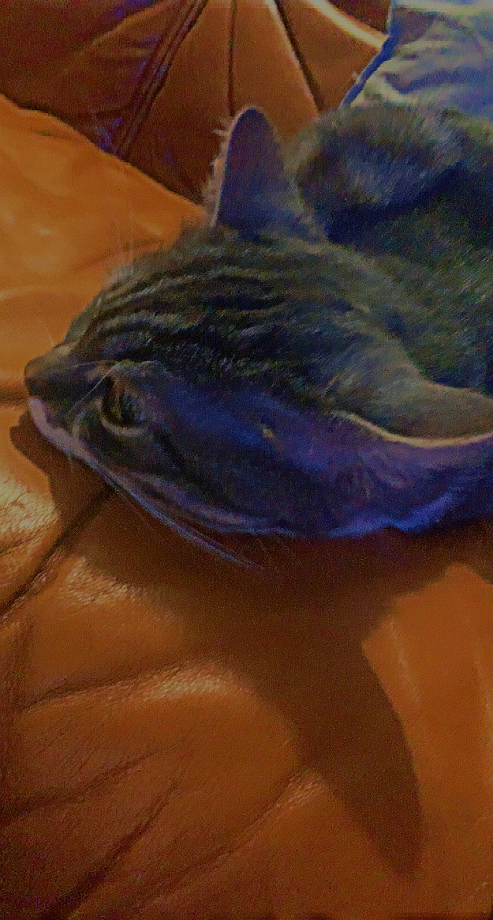 Filou participe au concours pour gagner de l'argent avec cette photo : electric_blue, feather, fin, fish, fish_products, fur, jaw, lamnidae, marine_biology, seafood, wood, wrinkle