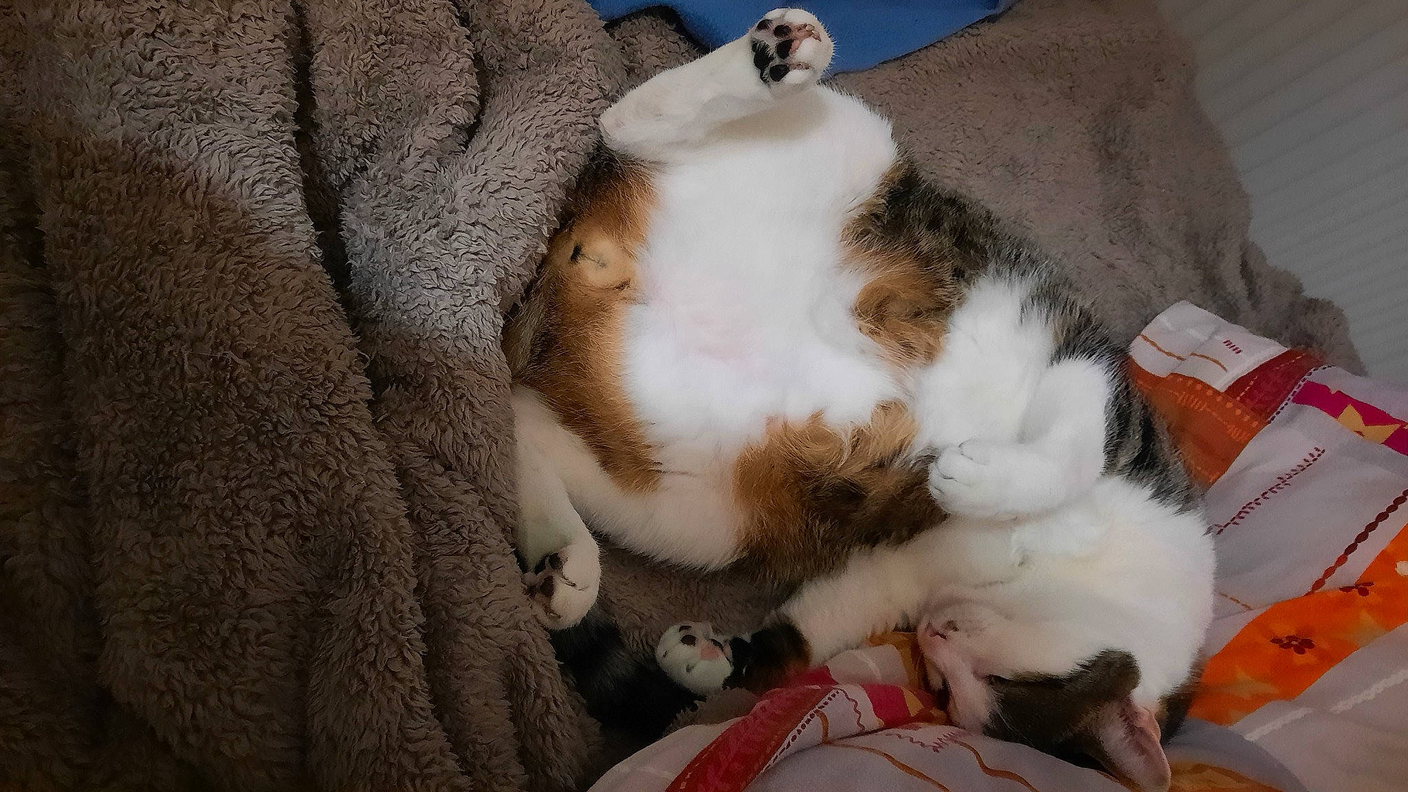 Beerus participe au concours pour gagner de l'argent avec cette photo : box, brown, canidae, carnivore, cat, claw, comfort, companion_dog, dog_breed, domestic_short_haired_cat, fawn, felidae, fur, nap, paw, small_to_medium_sized_cats, snout, sporting_group, tail, whiskers