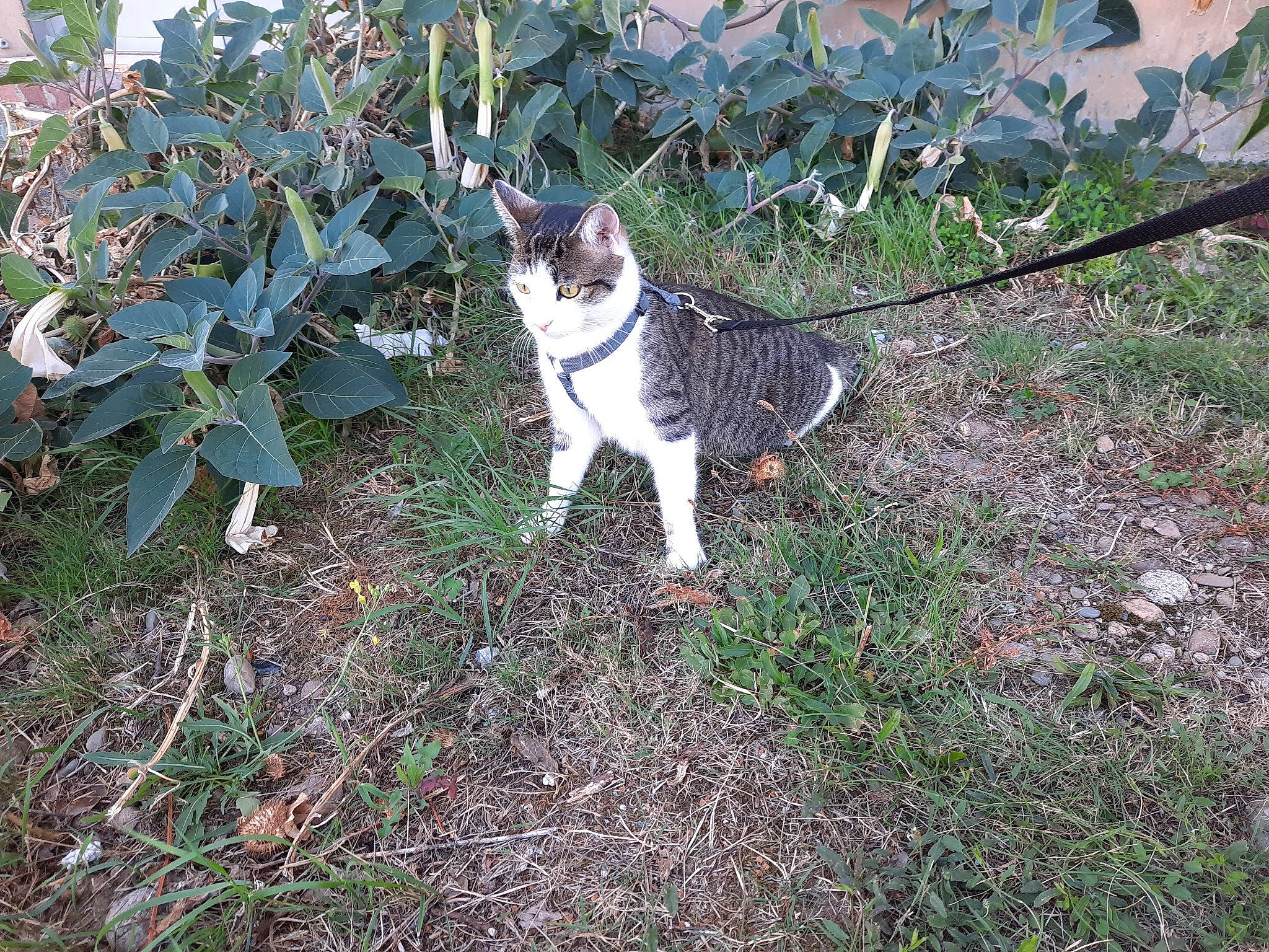 Beerus participe au concours pour gagner de l'argent avec cette photo : canidae, carnivore, cat, collar, companion_dog, dog_breed, domestic_short_haired_cat, felidae, grass, groundcover, herb, plant, shrub, small_to_medium_sized_cats, soil, sporting_group, tail, tree, twig, whiskers