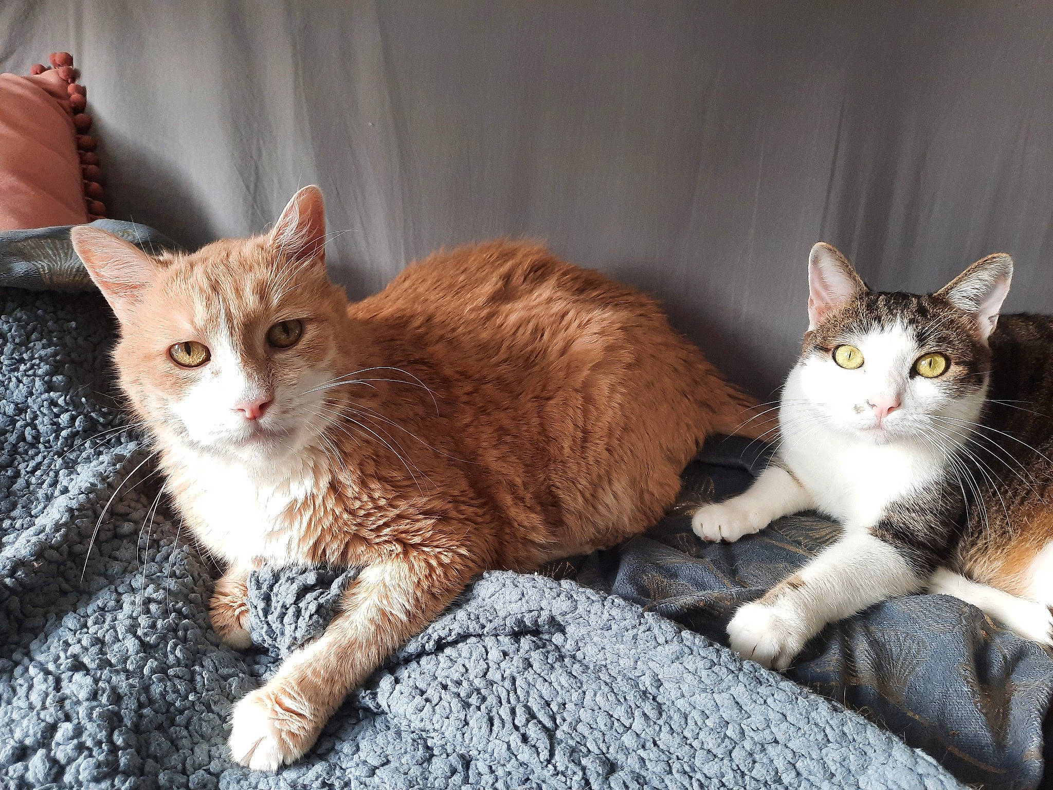 Sayan participe au concours pour gagner de l'argent avec cette photo : brown, carnivore, cat, claw, comfort, domestic_short_haired_cat, fawn, felidae, fur, mammal, paw, sitting, small_to_medium_sized_cats, snout, tail, terrestrial_animal, tree, vertebrate, whiskers, wood