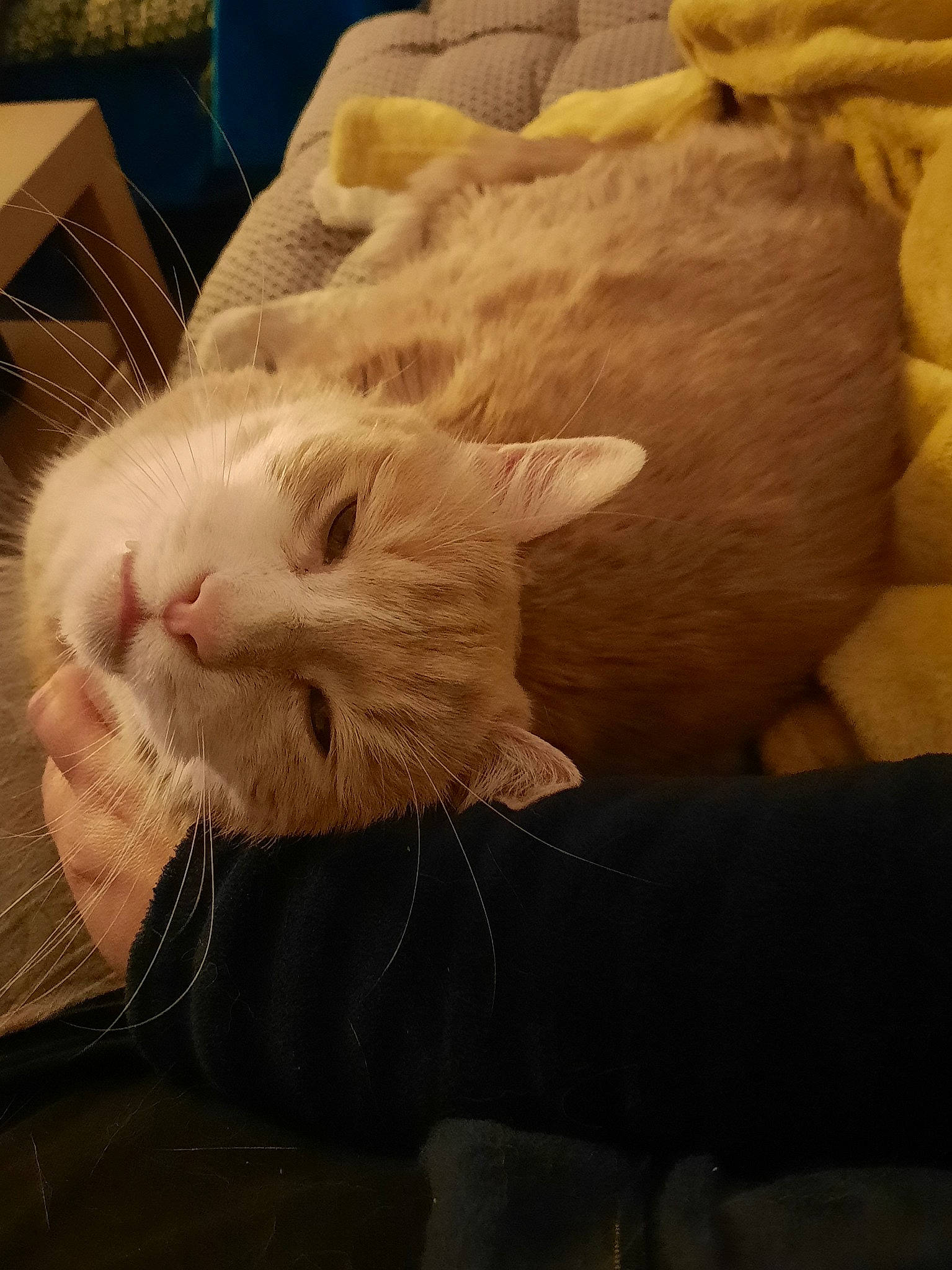 Sayan participe au concours pour gagner de l'argent avec cette photo : bed, carnivore, cat, claw, comfort, domestic_short_haired_cat, ear, fawn, felidae, fur, linens, nap, paw, sleep, small_to_medium_sized_cats, snout, tail, textile, whiskers, wood