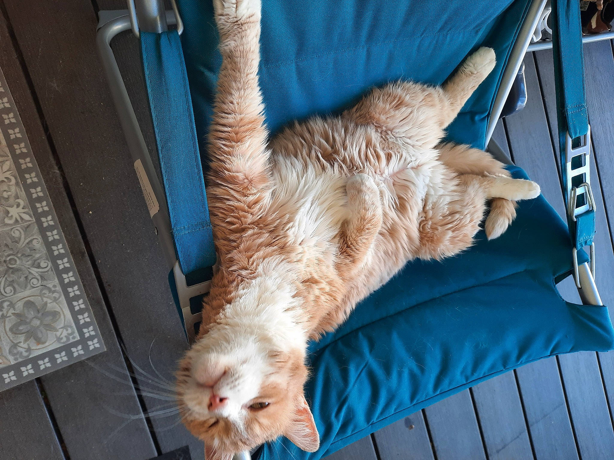 Sayan participe au concours pour gagner de l'argent avec cette photo : blue, canidae, carnivore, cat, claw, comfort, domestic_short_haired_cat, electric_blue, fawn, felidae, fur, human_leg, small_to_medium_sized_cats, snout, sporting_group, tail, textile, vertebrate, whiskers, wood