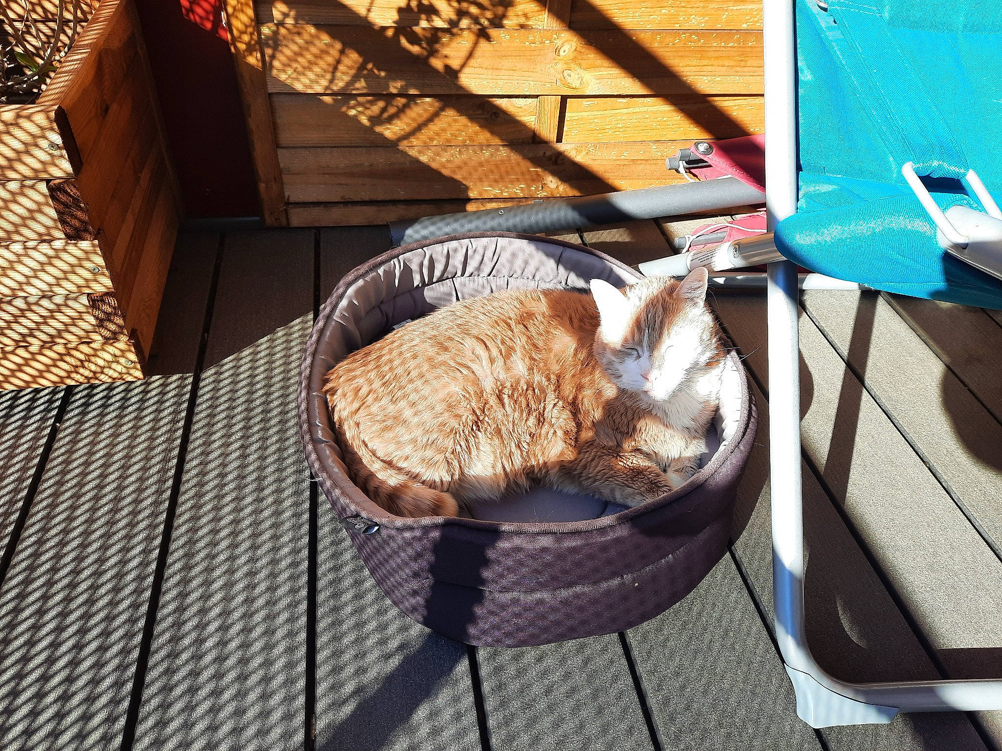 Sayan a rejoint le concours — aidez-le/la à gagner de superbes lots ! bag, basket, carnivore, cat, chair, comfort, domestic_short_haired_cat, felidae, fur, grass, leisure, outdoor_furniture, rectangle, shade, small_to_medium_sized_cats, storage_basket, tail, whiskers, wicker, wood