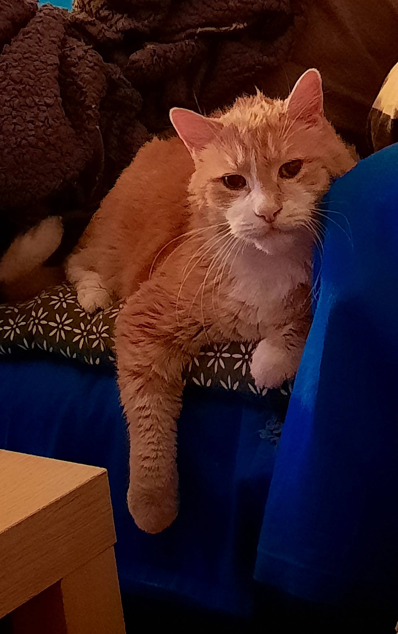 Sayan a rejoint le concours — aidez-le/la à gagner de superbes lots ! carnivore, cat, claw, comfort, domestic_short_haired_cat, fawn, felidae, fur, gesture, pattern, paw, sitting, small_to_medium_sized_cats, snout, tail, terrestrial_animal, whiskers