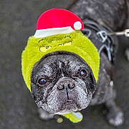 Lidzy a rejoint le concours — aidez-le/la à gagner de superbes lots ! animal, black_and_gray, canine, christmas_hat, close_up, costume, cute, dog, festive, french_bulldog, furry, grinch_hat, holiday_costume, leash, looking_up, outdoor, pavement, pet, portrait, winter