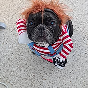 Lidzy a rejoint le concours — aidez-le/la à gagner de superbes lots ! animal, black_dog, chainsaw_prop, costume, cute, dog, expression, face, floor, french_bulldog, funny, indoor, looking_up, pet, portrait, red_wig, small_dog, speckled_floor, striped_shirt, toy