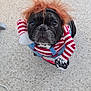 animal, black_dog, chainsaw_prop, costume, cute, dog, expression, face, floor, french_bulldog, funny, indoor, looking_up, pet, portrait, red_wig, small_dog, speckled_floor, striped_shirt, toy