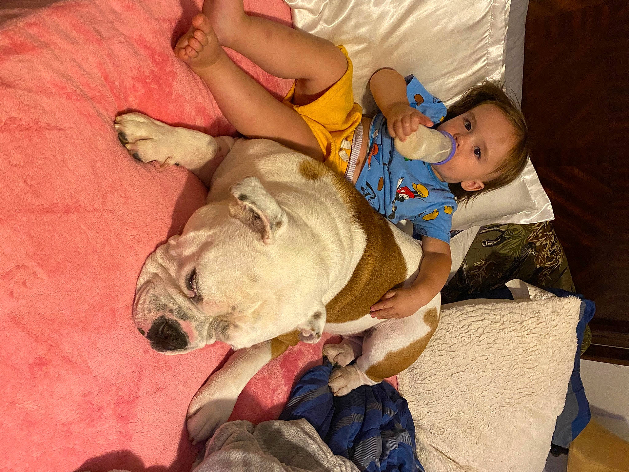 Scout is registered to the contest to win money with this photo: baby, canidae, carnivore, child, comfort, companion_dog, dog, dog_breed, fawn, guard_dog, happy, nap, sleep, snout, sporting_group, thigh, toddler, toy_dog, working_animal, wrinkle