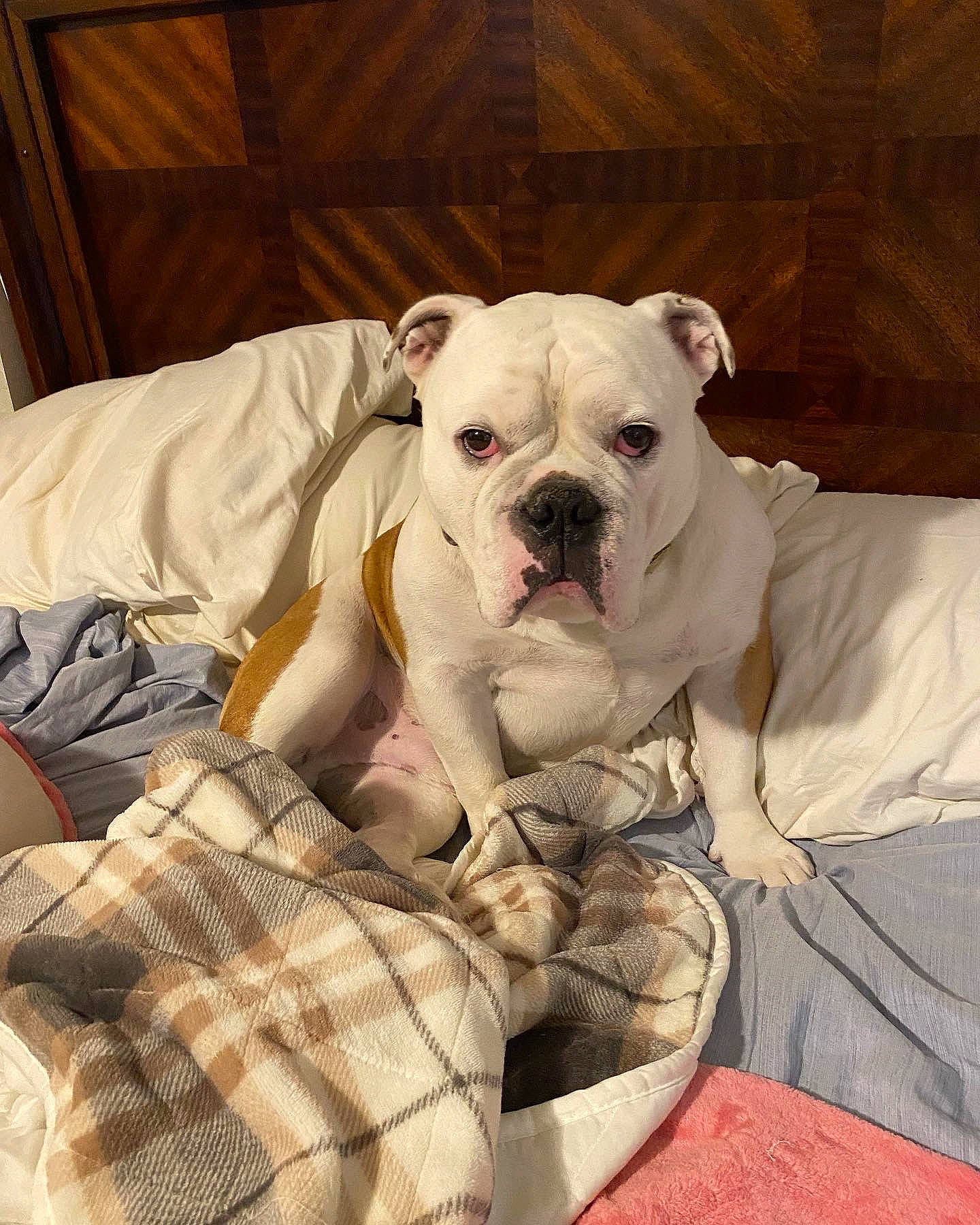 Scout is registered to the contest to win money with this photo: bulldog, canidae, carnivore, comfort, companion_dog, dog, dog_breed, dog_supply, fawn, molosser, pattern, pet_supply, snout, sporting_group, terrestrial_animal, toy_dog, whiskers, white_english_bulldog, working_animal, wrinkle