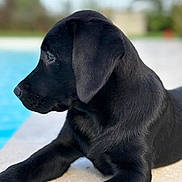 Ava a rejoint le concours — aidez-le/la à gagner de superbes lots ! puppy, dog, black_dog, labrador, side_profile, outdoor, poolside, water, young_dog, pet, animal, fur, relaxed, lying_down, daylight, nature, cute, portrait, canine, peaceful