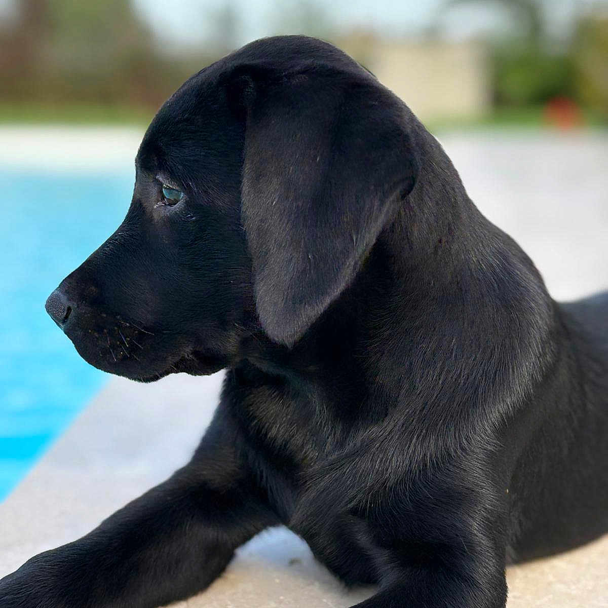 Ava a rejoint le concours — aidez-le/la à gagner de superbes lots ! animal, black_dog, canine, cute, daylight, dog, fur, labrador, lying_down, nature, outdoor, peaceful, pet, poolside, portrait, puppy, relaxed, side_profile, water, young_dog