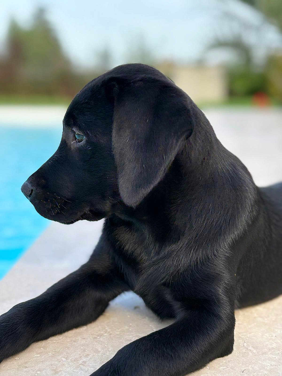Ava a rejoint le concours — aidez-le/la à gagner de superbes lots ! puppy, dog, black_dog, labrador, side_profile, outdoor, poolside, water, young_dog, pet, animal, fur, relaxed, lying_down, daylight, nature, cute, portrait, canine, peaceful