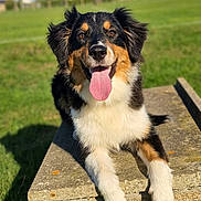 Bulle participe au concours pour gagner de l'argent avec cette photo : dog, australian_shepherd, pet, animal, fluffy, tricolor, black_fur, brown_fur, white_fur, tongue_out, happy, sitting, outdoor, grass, field, sunny, countryside, houses, stone_wall, portrait