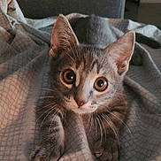 Simba a rejoint le concours — aidez-le/la à gagner de superbes lots ! cat, kitten, gray_tabby, pet, animal, whiskers, ears, paws, blanket, indoor, cozy, cute, fur, curious, young, looking, lying_down, soft, closeup, domestic_animal