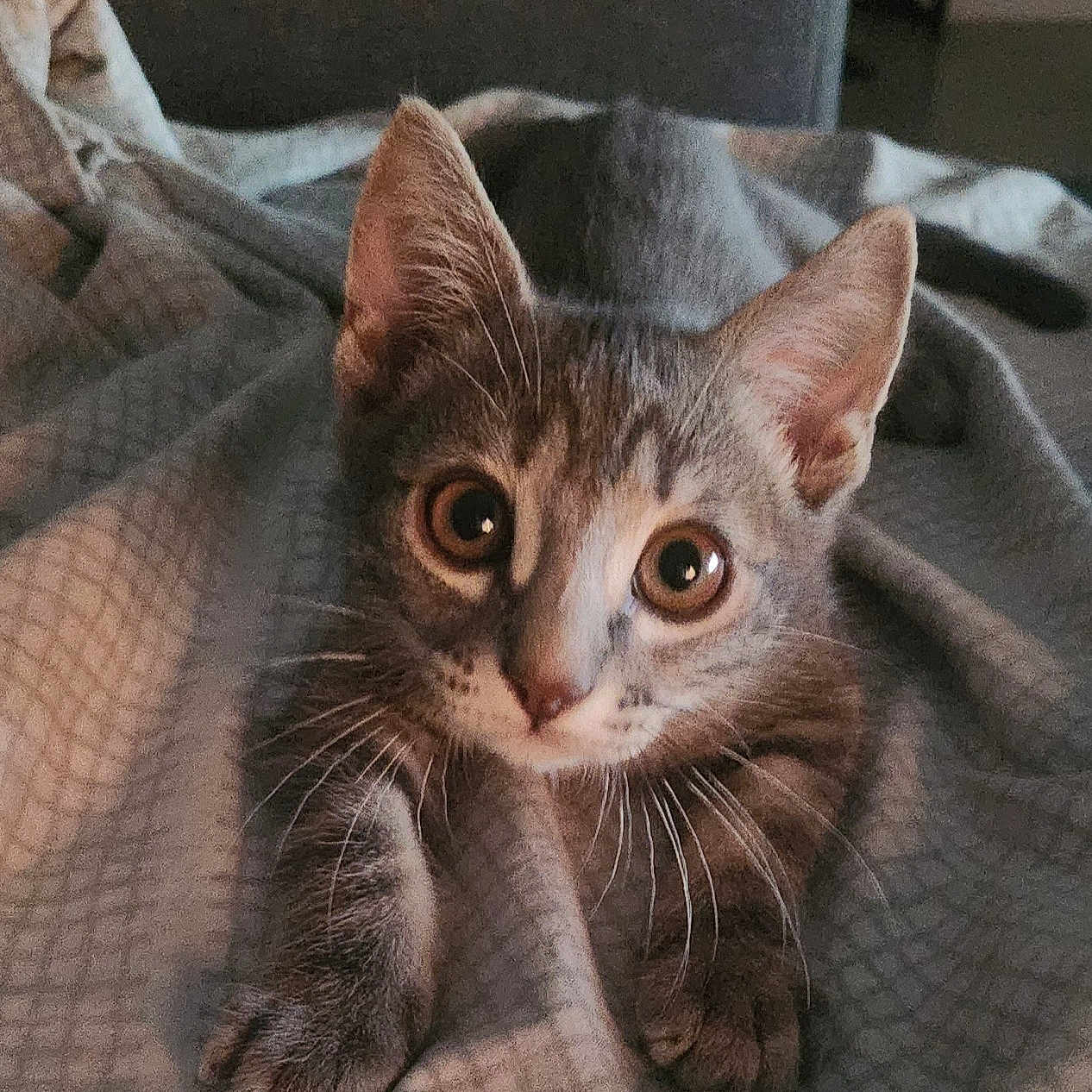 Simba
