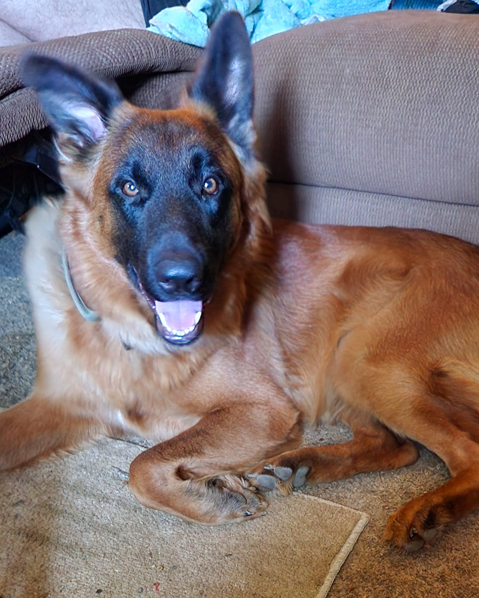Bronson joined the competition — help win amazing prizes! belgian_shepherd_malinois, canidae, carnivore, companion_dog, dog, dog_breed, east_european_shepherd, fawn, fur, german_shepherd_dog, guard_dog, herding_dog, liver, old_german_shepherd_dog, paw, snout, sporting_group, whiskers, working_animal, working_dog