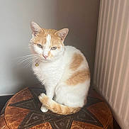 Tacos a rejoint le concours — aidez-le/la à gagner de superbes lots ! abyssinian, angora, animal, barstool, cat, furniture, hardwood, kitten, manx, ottoman, pet, siamese, wood