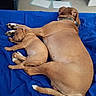 Teddy is registered to the contest to win money with this photo: animal, bedroom, blanket, blue_blanket, brown_dog, canine, carpet, companion, cute, dog, floor, friendship, indoor, nap, pets, puppy, relaxation, resting, sleeping, water_bowl