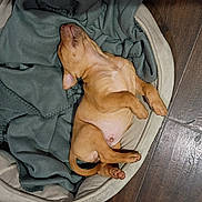 Teddy joined the competition — help win amazing prizes! adorable, animal, bed, blanket, canine, comfort, cozy, cute, dog, domestic, fur, indoor, pet, puppy, relaxed, resting, sleeping, small, wooden_floor, young