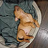 adorable, animal, bed, blanket, canine, comfort, cozy, cute, dog, domestic, fur, indoor, pet, puppy, relaxed, resting, sleeping, small, wooden_floor, young