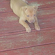 Teddy is registered to the contest to win money with this photo: puppy, dog, wooden_deck, red_paint, floor, animal, pet, brown_fur, lying_down, paws, curious, outdoor, playful, companion, young_dog, canine, texture, wood, close_up, two_dogs