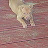 puppy, dog, wooden_deck, red_paint, floor, animal, pet, brown_fur, lying_down, paws, curious, outdoor, playful, companion, young_dog, canine, texture, wood, close_up, two_dogs