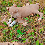 Echo joined the competition — help win amazing prizes! adorable, animal, autumn, brown, canine, curious, dog, field, grass, greenery, laying_down, leaves, nature, outdoor, pet, playful, puppy, small, white_paws, young