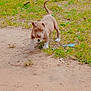 animal, brown, cute, daylight, dirt, dog, ears, eyes, grass, ground, leaf, nature, outdoor, pet, playful, puppy, tail, walking, white_paws, young