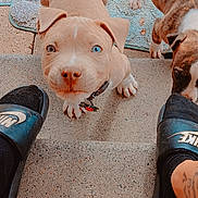 Echo joined the competition — help win amazing prizes! puppy, dog, heterochromia, steps, footwear, nike_slides, black_socks, outdoor_rug, concrete, curious, brown_puppy, tan_puppy, collar, pet, cute, playful, looking_up, pavement, animal, young_dog