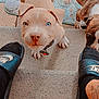 puppy, dog, heterochromia, steps, footwear, nike_slides, black_socks, outdoor_rug, concrete, curious, brown_puppy, tan_puppy, collar, pet, cute, playful, looking_up, pavement, animal, young_dog