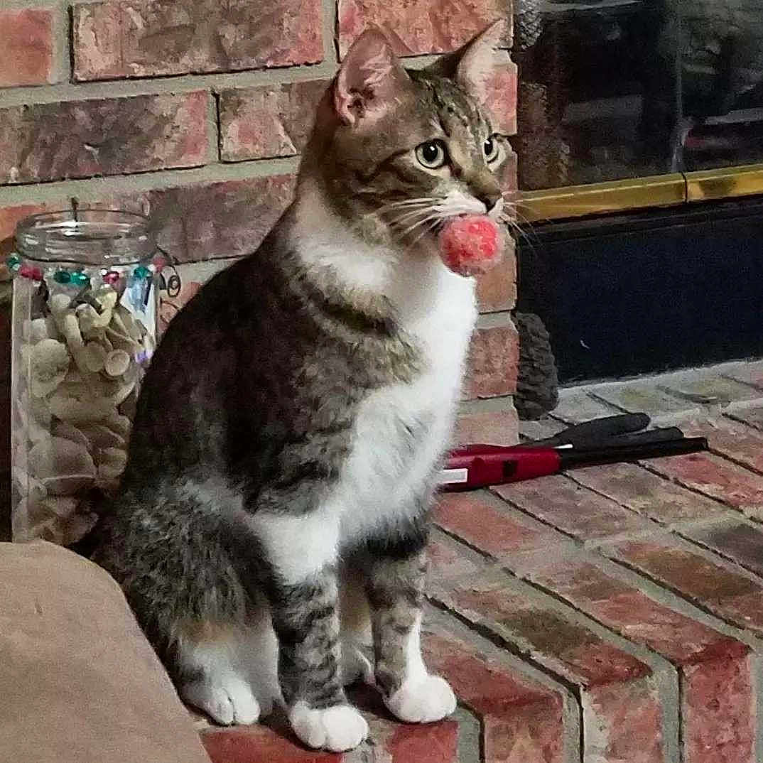 Zepplin