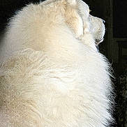 Saige joined the competition — help win amazing prizes! animal, calm, canine, dog, domestic_animal, fluffy, fur_texture, furry, indoor, isolated, large_dog, looking_away, mammal, pet, portrait, profile, quiet, side_view, soft, white_fur