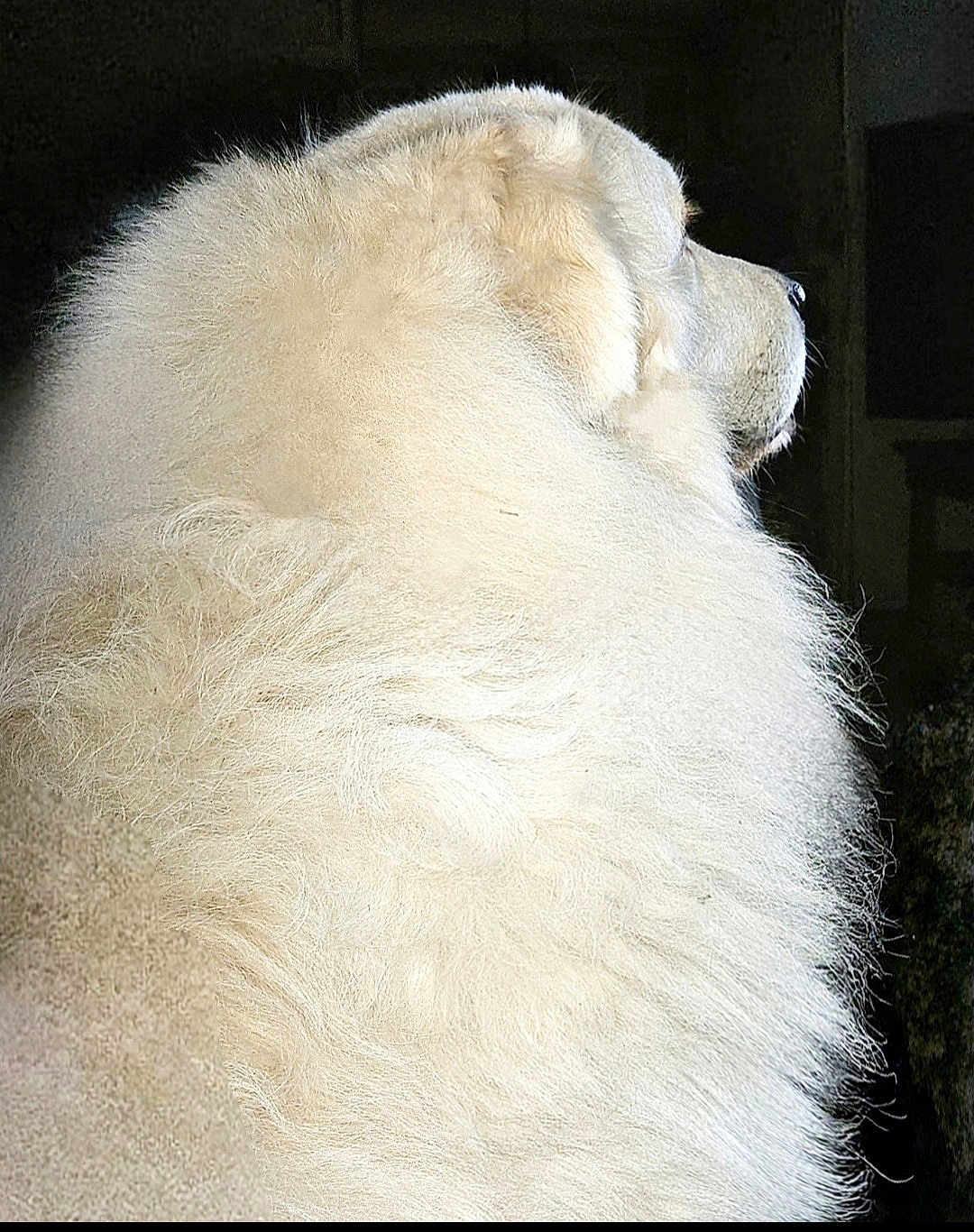 Saige joined the competition — help win amazing prizes! animal, calm, canine, dog, domestic_animal, fluffy, fur_texture, furry, indoor, isolated, large_dog, looking_away, mammal, pet, portrait, profile, quiet, side_view, soft, white_fur