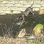 dog, water, creek, stone_pavement, grass, nature, outdoor, animal, pet, harness, splash, rocks, sunlight, stream, playful, canine, wet, daytime, riverbank, curious