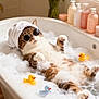 cat, bathtub, bubbles, sunglasses, towel, rubber_ducks, flowers, window, relaxation, pets, indoor, spa, bubble_bath, fur, tabby_cat, white, orange, yellow, pink, blue