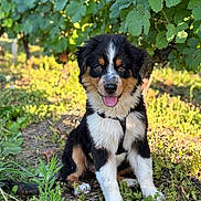 Aria participe au concours pour gagner de l'argent avec cette photo : dog, puppy, outdoor, greenery, grass, leafy, sunlight, nature, happy, tongue_out, sitting, black, white, tan, fur, animal, cute, pet, garden, young