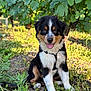 dog, puppy, outdoor, greenery, grass, leafy, sunlight, nature, happy, tongue_out, sitting, black, white, tan, fur, animal, cute, pet, garden, young