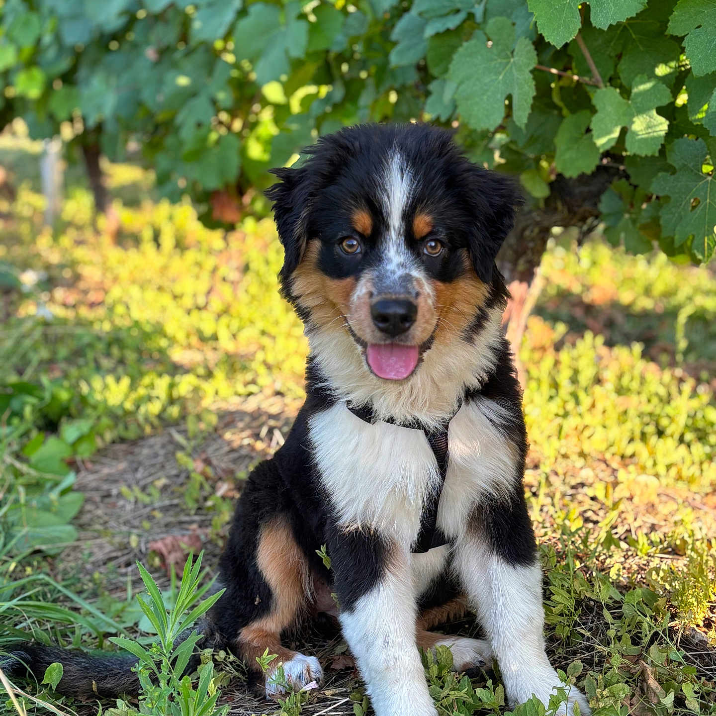 Aria participe au concours pour gagner de l'argent avec cette photo : animal, black, cute, dog, fur, garden, grass, greenery, happy, leafy, nature, outdoor, pet, puppy, sitting, sunlight, tan, tongue_out, white, young