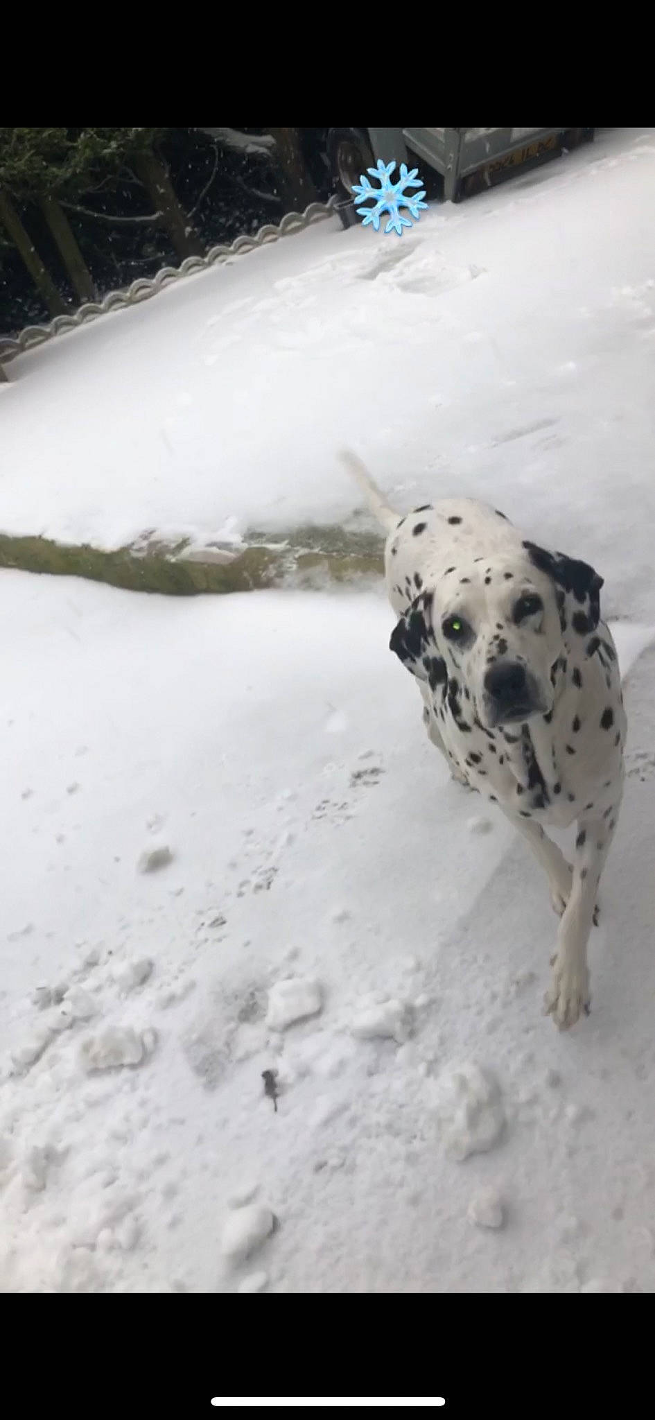 Esther participe au concours pour gagner de l'argent avec cette photo : canidae, carnivore, dalmatian, dog, dog_breed, event, freezing, landscape, non_sporting_group, precipitation, slope, snout, snow, sporting_group, terrestrial_animal, wildlife, winter