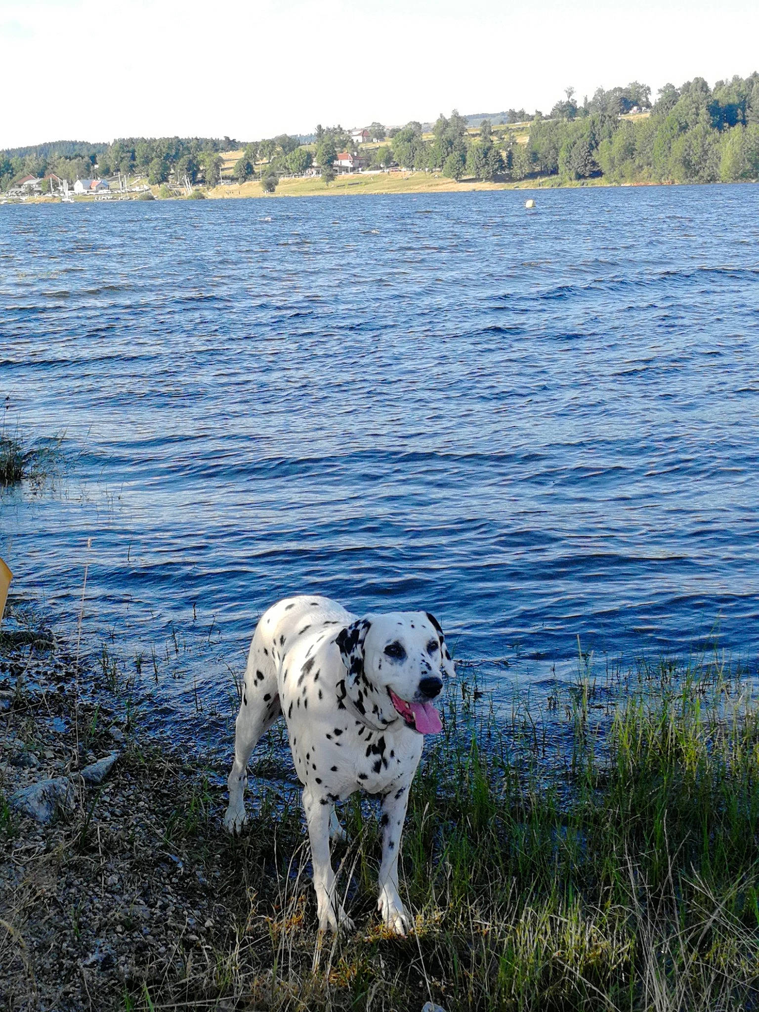 Esther a rejoint le concours — aidez-le/la à gagner de superbes lots ! carnivore, cloud, dalmatian, dog, dog_breed, grass, horizon, lake, landscape, liquid, natural_environment, natural_landscape, ocean, plant, shore, sky, sporting_group, tree, water, working_animal