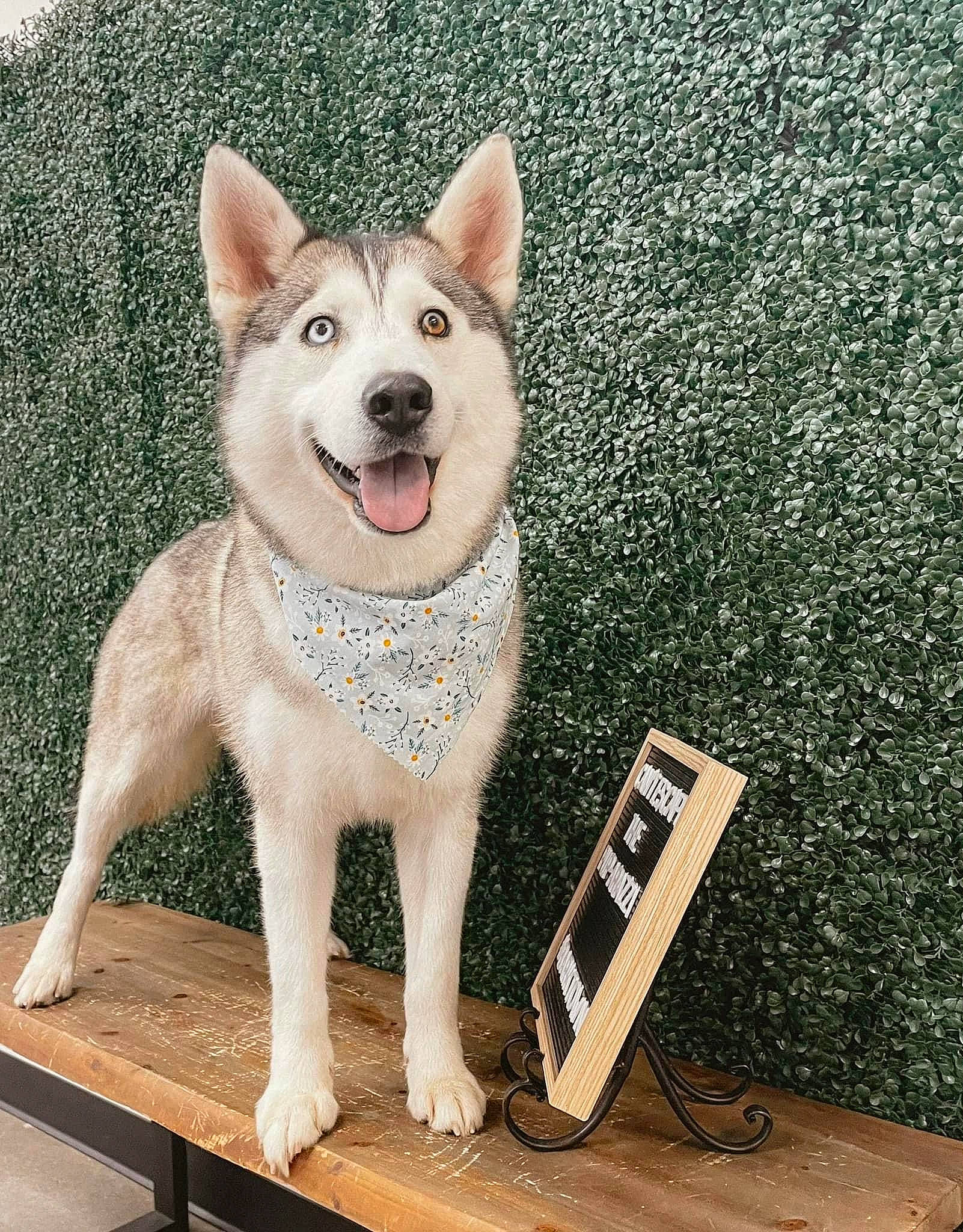 Kiara joined the competition — help win amazing prizes! art, canidae, carnivore, collar, companion_dog, dog, dog_breed, dog_supply, fashion_accessory, fawn, flooring, fur, pattern, paw, rectangle, snout, table, tail, window, wood