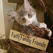 Sugar joined the competition — help win amazing prizes! kitten, cat, wreath, berries, wooden_sign, decor, home, curious, fluffy, pet, animal, closeup, indoor, cute, small, feline, face, pink_nose, whiskers, soft_fur
