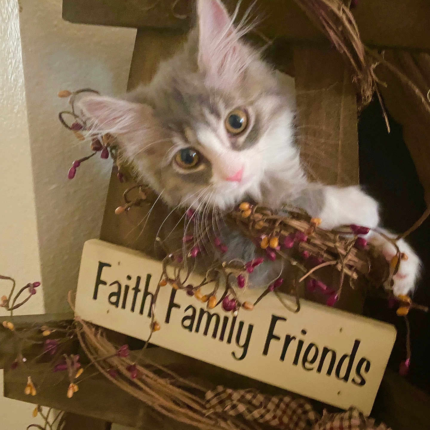 Sugar joined the competition — help win amazing prizes! animal, berries, cat, closeup, curious, cute, decor, face, feline, fluffy, home, indoor, kitten, pet, pink_nose, small, soft_fur, whiskers, wooden_sign, wreath