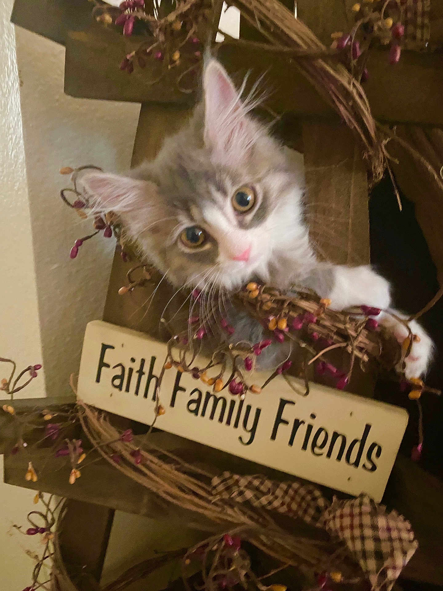 Sugar joined the competition — help win amazing prizes! kitten, cat, wreath, berries, wooden_sign, decor, home, curious, fluffy, pet, animal, closeup, indoor, cute, small, feline, face, pink_nose, whiskers, soft_fur