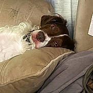 Tomahawk is registered to the contest to win money with this photo: animal, brown_fur, calm, closeup, comfort, couch, cozy, dog, ear, fabric, fluffy, household, indoor, laying_down, pet, pillow, relaxed, resting, snout, white_fur