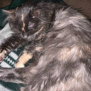 Bootsie joined the competition — help win amazing prizes! angora, animal, blanket, cat, chair, couch, cushion, face, furniture, head, homedecor, kitten, manx, person, pet, photography, portrait, quilt, siamese, sleeping